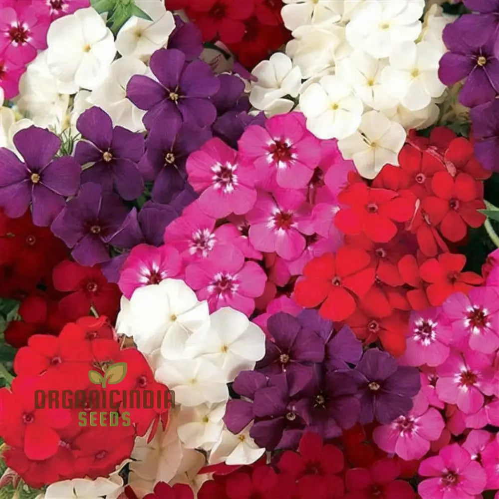 Phlox Beauty Mix - Flower Seeds A Guide To Flowering Gardening And Planting For Stunning Blooms