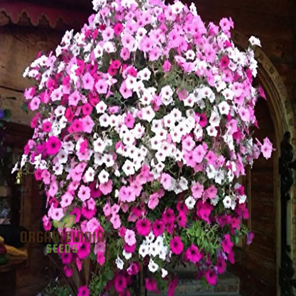 Phlox Beauty Mix - Flower Seeds A Guide To Flowering Gardening And Planting For Stunning Blooms