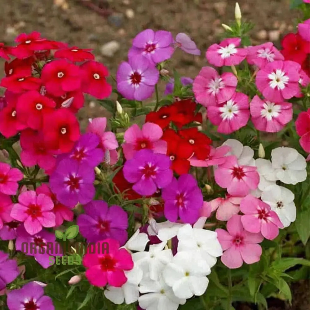 Phlox Beauty Mix - Flower Seeds A Guide To Flowering Gardening And Planting For Stunning Blooms