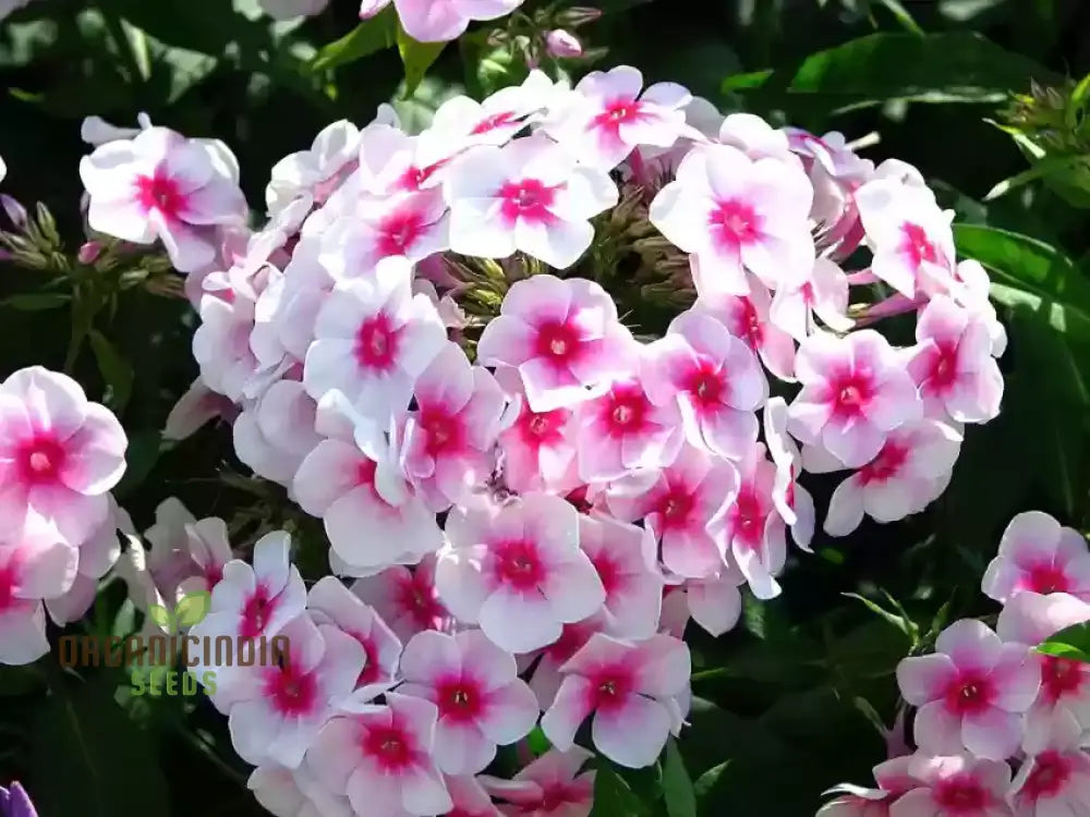 Phlox Bonsai Exotic Multi-Colour Flower Seeds - 100 Pcs Seeds