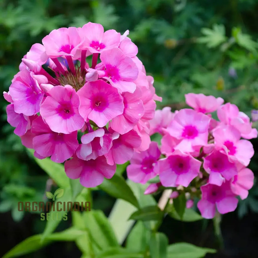 Phlox Bonsai Exotic Multi-Colour Flower Seeds - 100 Pcs Seeds