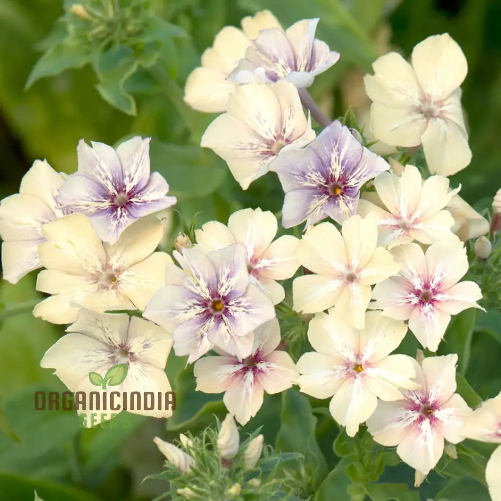 Phlox CrÃ¨me Brulee Seeds - Plant Gorgeous For Stunning Garden Blooms