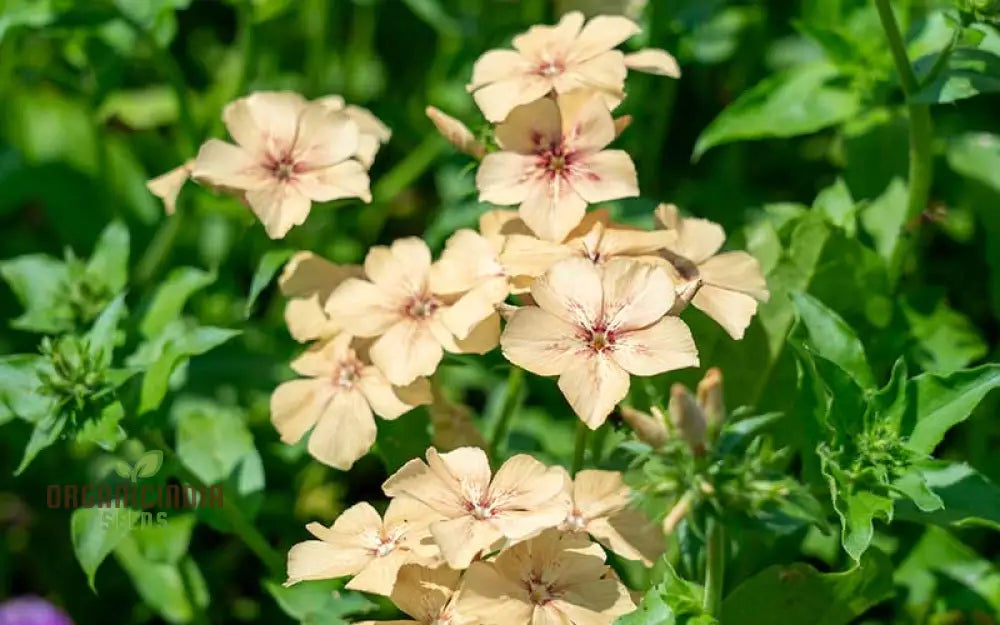 Phlox CrÃ¨me Brulee Seeds - Plant Gorgeous For Stunning Garden Blooms