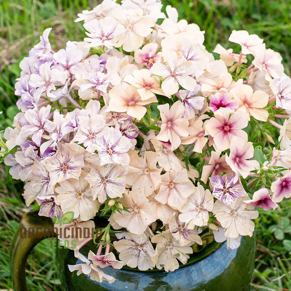 Phlox CrÃ¨me Brulee Seeds - Plant Gorgeous For Stunning Garden Blooms