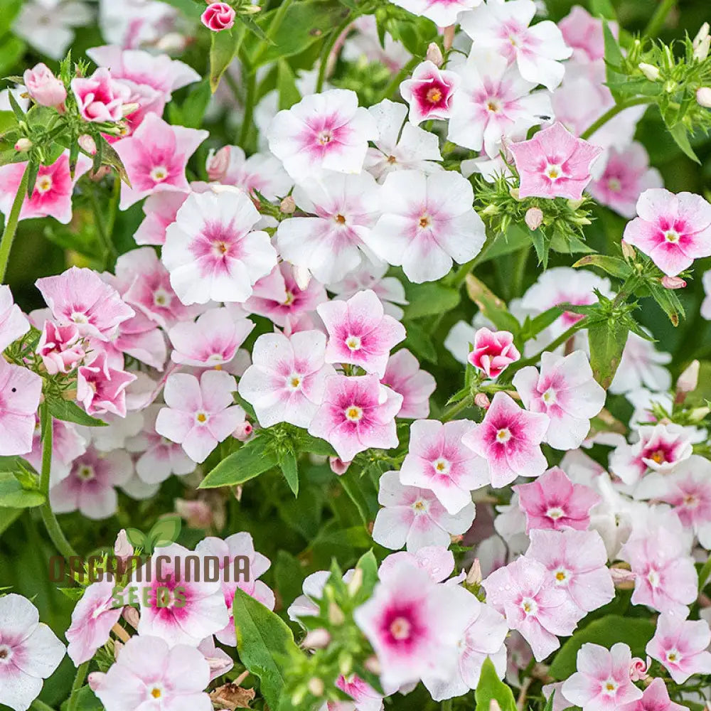 Phlox Drummondii Blushing Bride Seeds - Cultivate Lovely For Your Garden