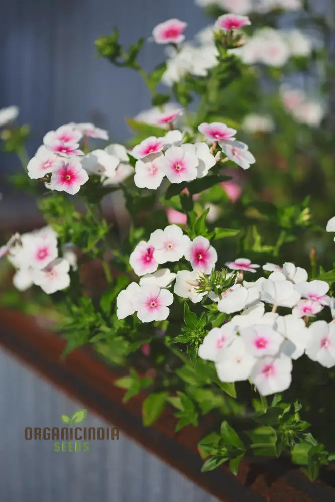 Phlox Drummondii Blushing Bride Seeds - Cultivate Lovely For Your Garden