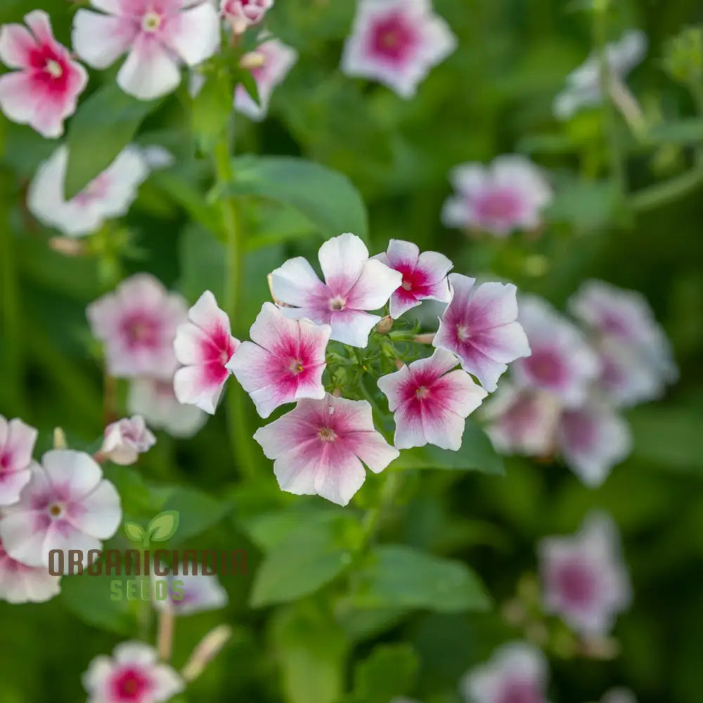 Phlox Drummondii Blushing Bride Seeds - Cultivate Lovely For Your Garden