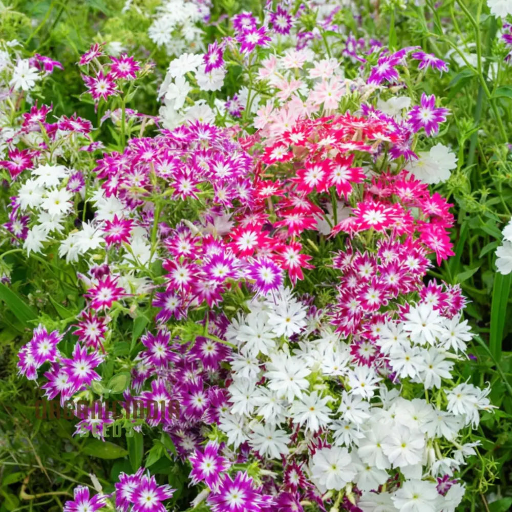 Phlox Drummondii Twinkle Mixed Flower Seeds Comprehensive Planting And Gardening Guide For Vibrant