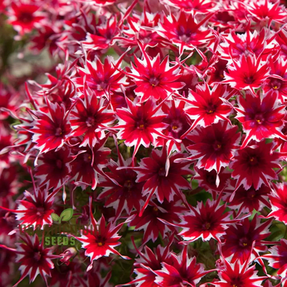 Phlox Drummondii Twinkle Mixed Flower Seeds Comprehensive Planting And Gardening Guide For Vibrant