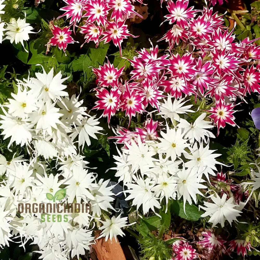 Phlox Drummondii Twinkle Mixed Flower Seeds Comprehensive Planting And Gardening Guide For Vibrant