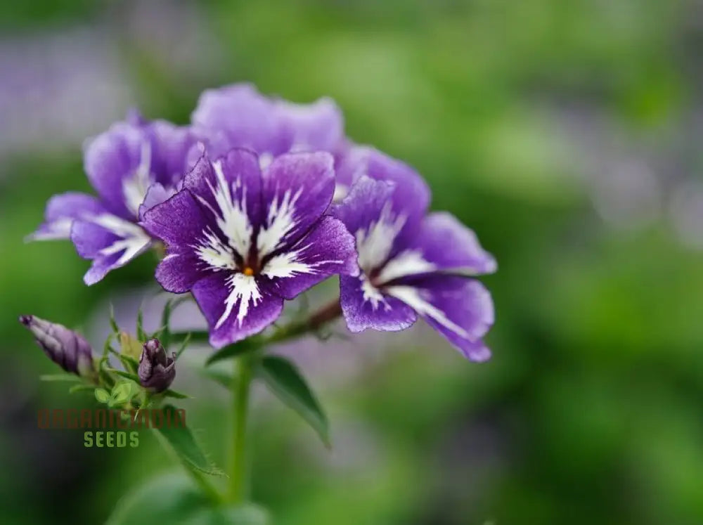 Phlox Sugar Stars Seeds - Grow Stunning And Sweet In Your Garden