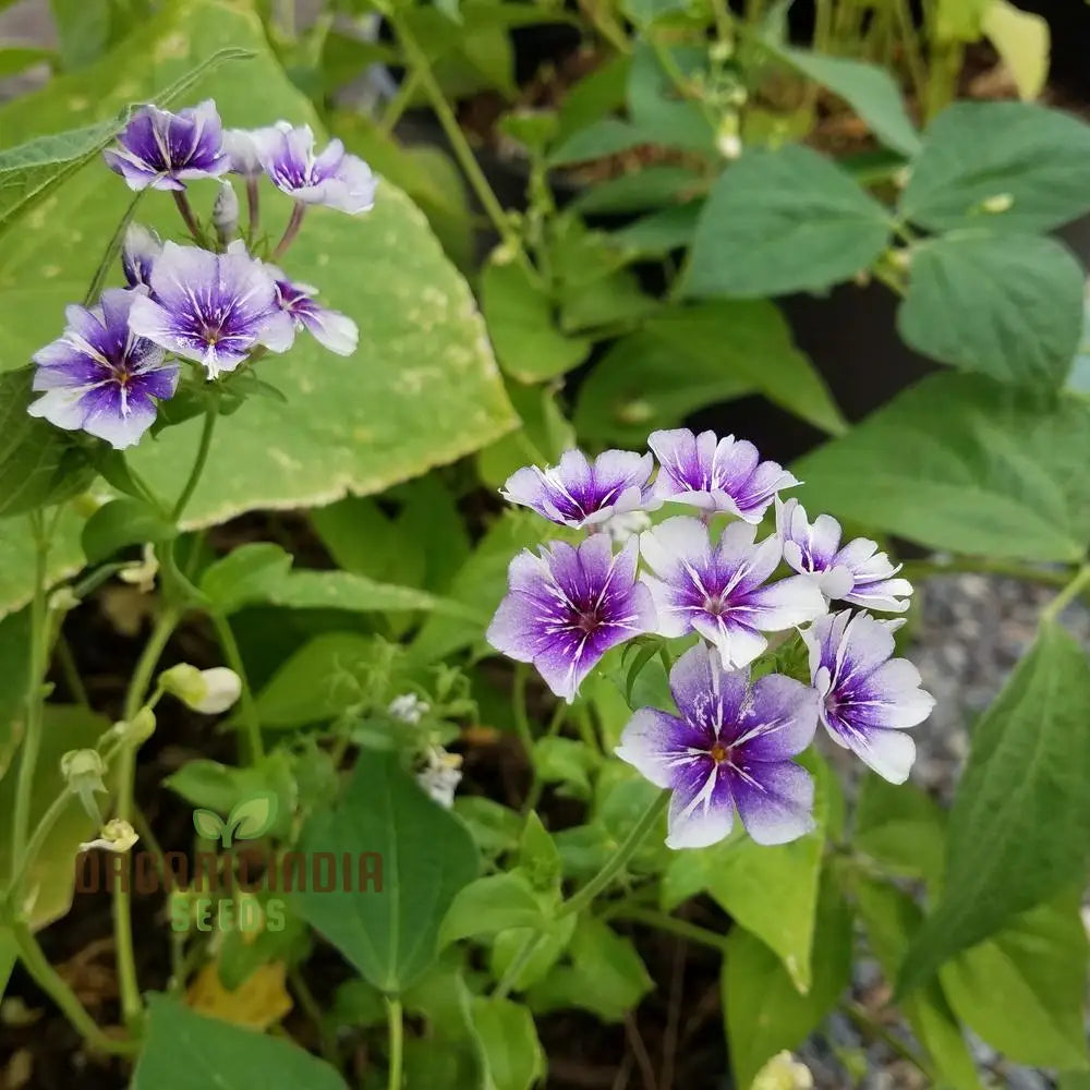 Phlox Sugar Stars Seeds - Grow Stunning And Sweet In Your Garden