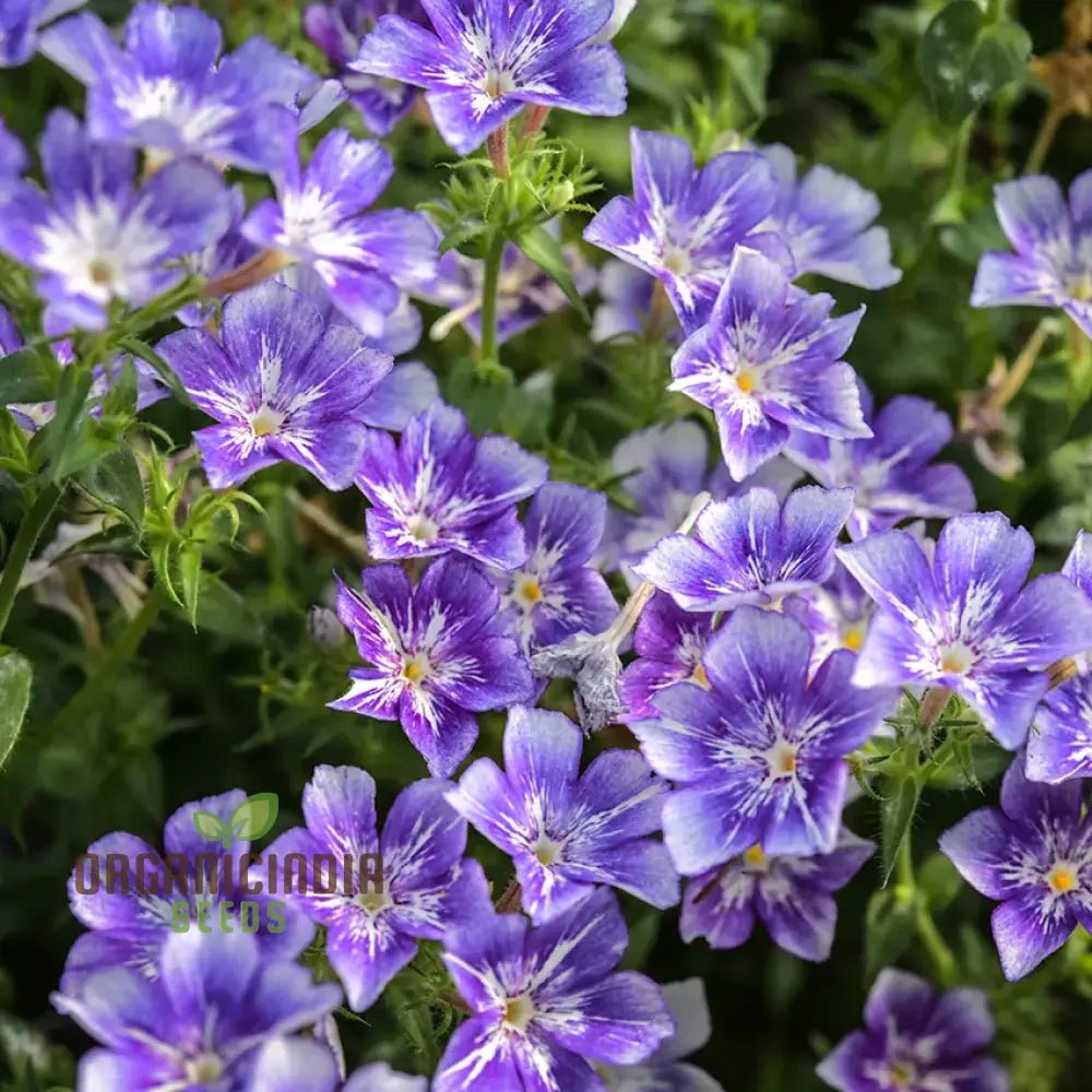 Phlox Sugar Stars Seeds - Grow Stunning And Sweet In Your Garden