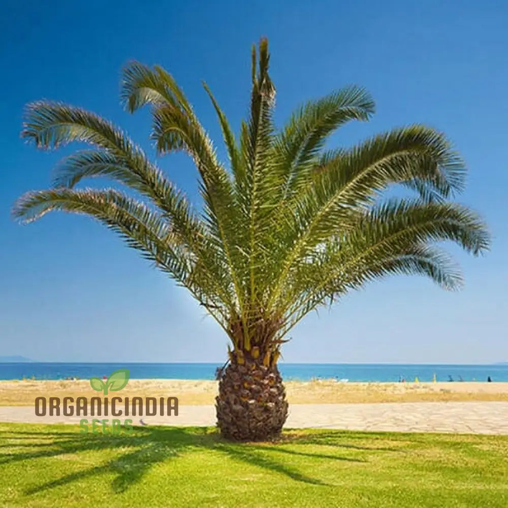 Phoenix Canariensis Seeds For Lush Gardens And Stunning Landscapes – Ideal Avid Gardeners