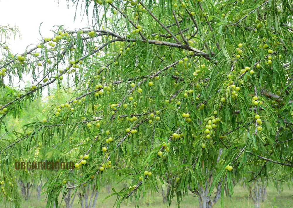 Phyllanthus Emblica Seeds For Thriving Gardens – Cultivate Health And Beauty With These