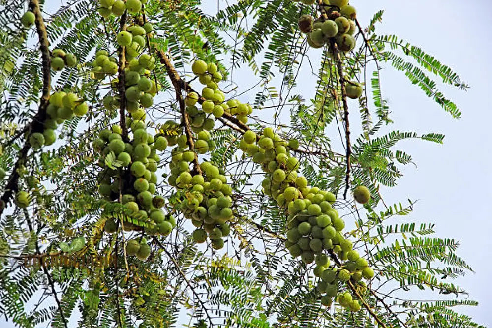 Phyllanthus Emblica Seeds For Thriving Gardens – Cultivate Health And Beauty With These