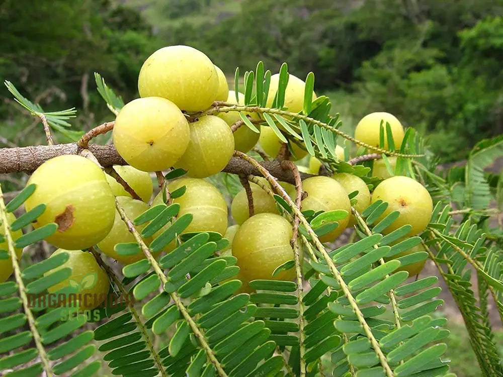 Phyllanthus Emblica Seeds For Thriving Gardens – Cultivate Health And Beauty With These