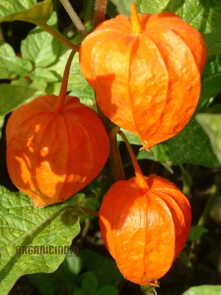 Physalis Alkekengi Var. Franchet Seeds – Elevate Your Gardening Experience With Exotic Beauty And