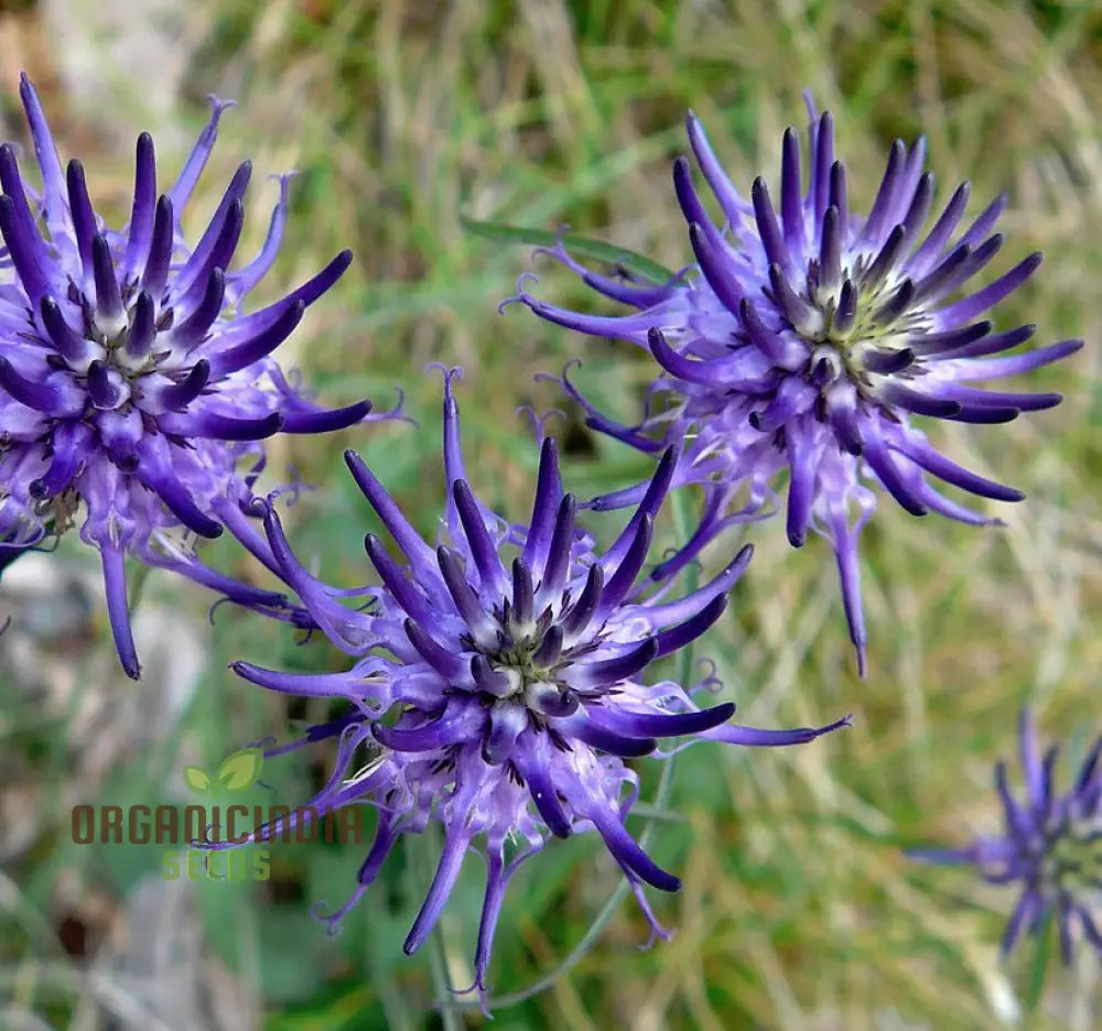 Phyteuma Scheuchzeri Seeds For Exquisite Blooms And Expert Gardening Delights!