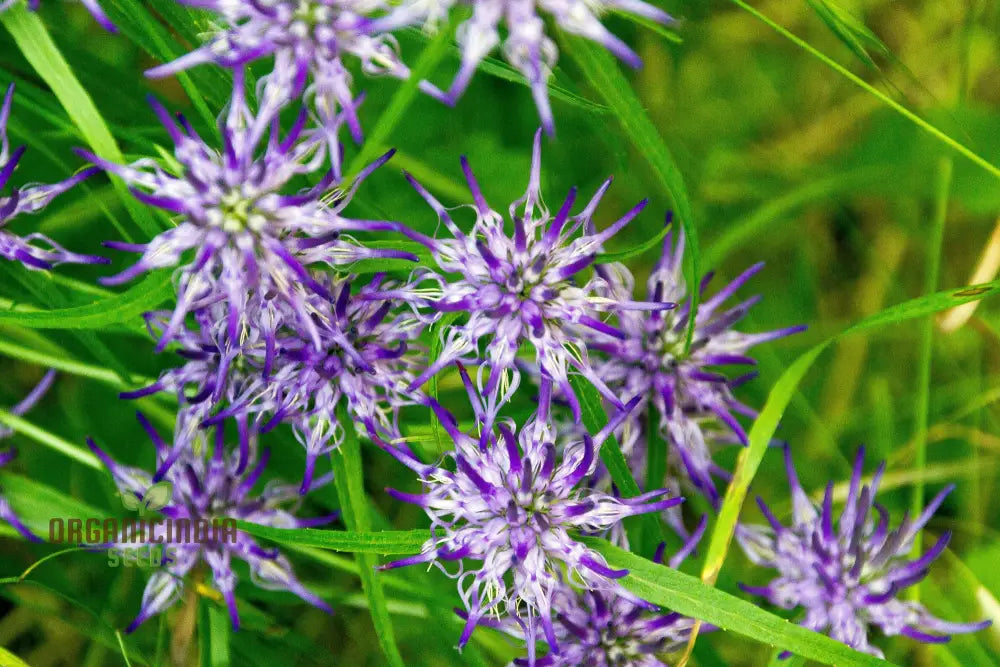 Phyteuma Scheuchzeri Seeds For Exquisite Blooms And Expert Gardening Delights!