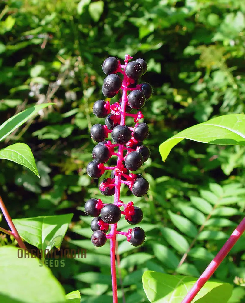 Phytolacca Americana Seeds For Gardening – Premium Quality Your Garden