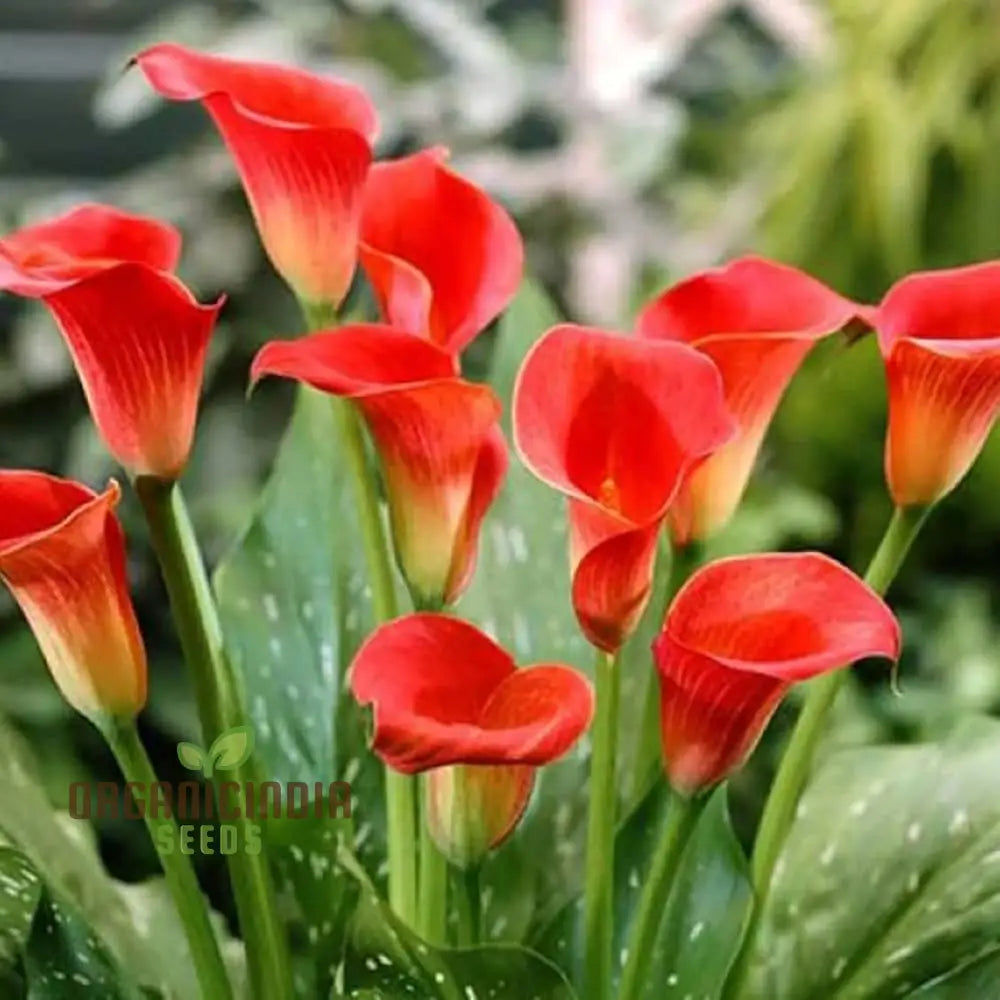 Piechobaleno Promotion Calla Bonsai Flower Seeds For Planting - 100 Pcs Seeds