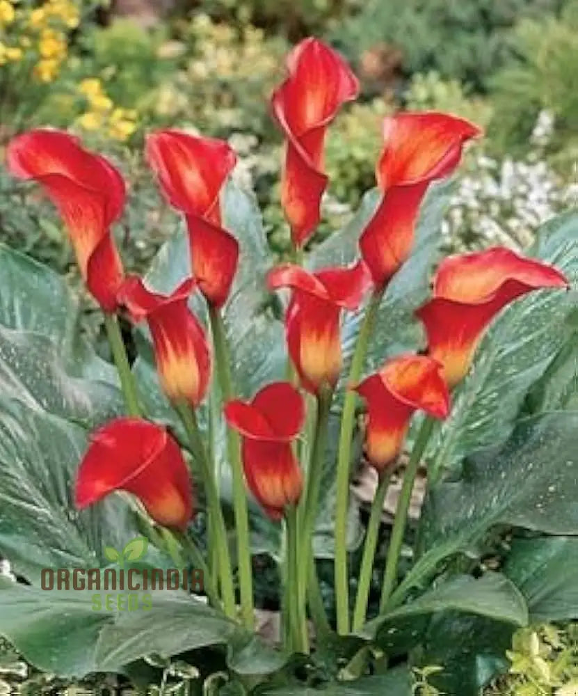 Piechobaleno Promotion Calla Bonsai Flower Seeds For Planting - 100 Pcs Seeds