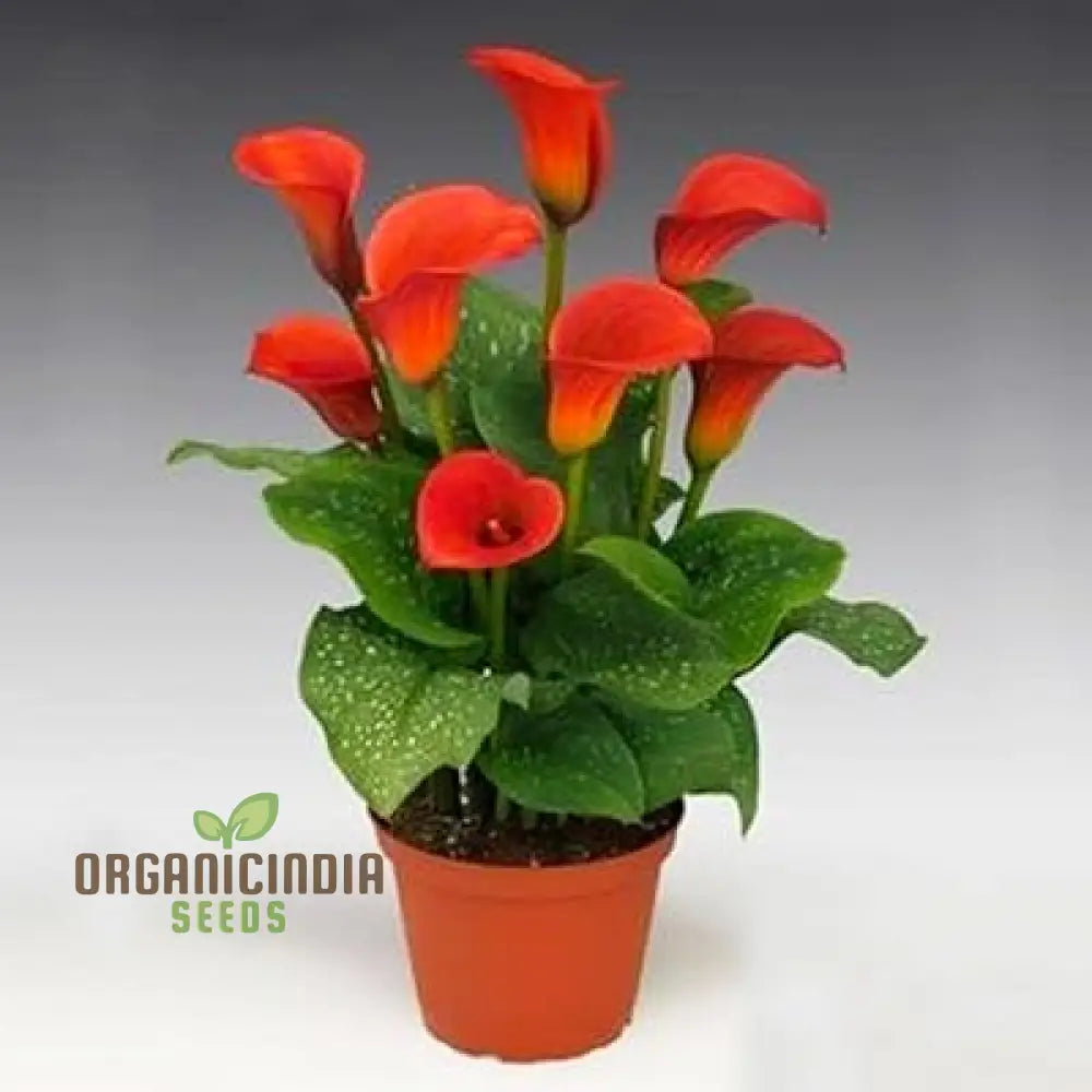 Piechobaleno Promotion Calla Bonsai Flower Seeds For Planting - 100 Pcs Seeds