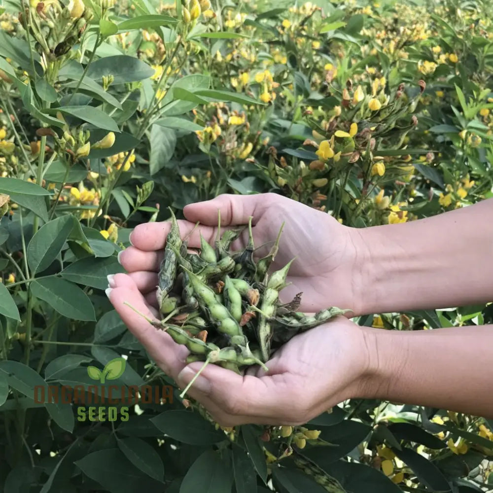 Pigeon Pea Vegetable Seeds - Nutritious Legumes For Your Garden Harvest