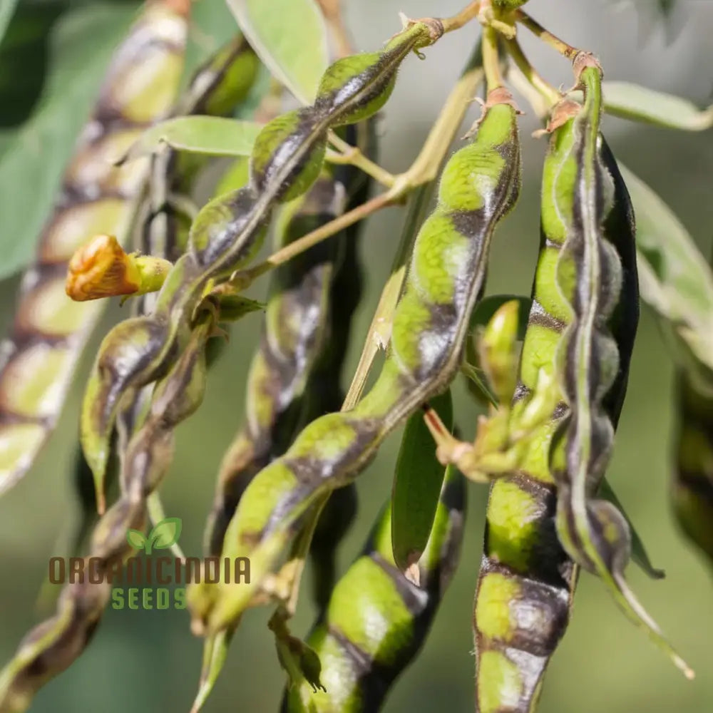 Pigeon Pea Vegetable Seeds - Nutritious Legumes For Your Garden Harvest