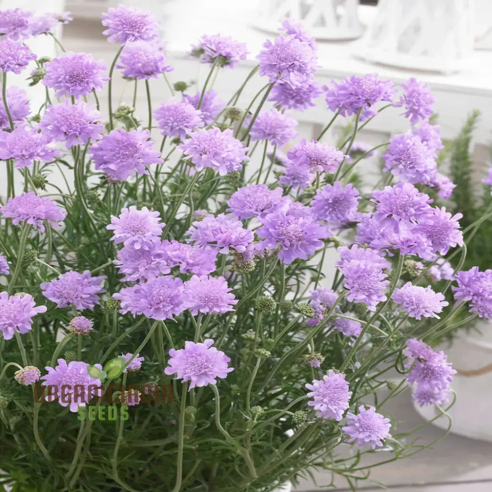 Pincushion Flower Seeds - Delightful Blooms For Cheerful Garden Displays Seeds