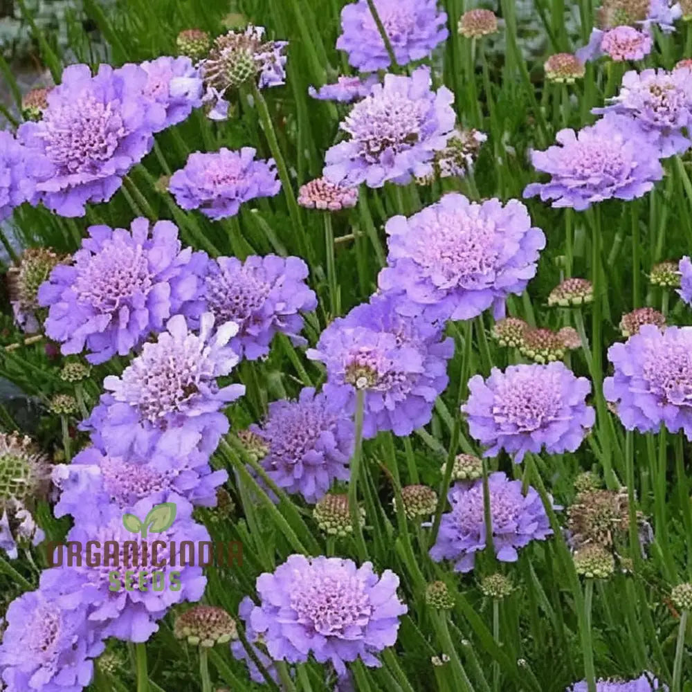 Pincushion Flower Seeds - Delightful Blooms For Cheerful Garden Displays Seeds