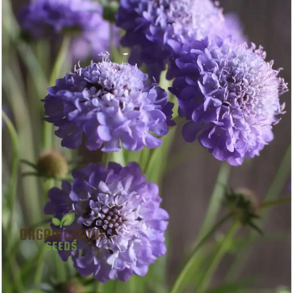 Pincushion Flower Seeds - Delightful Blooms For Cheerful Garden Displays Seeds