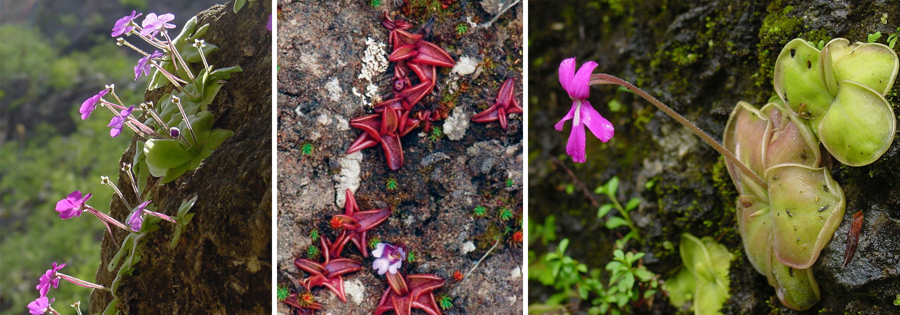 "Mexican Butterwort Seeds, Planting - 100 pcs" - Flower seeds