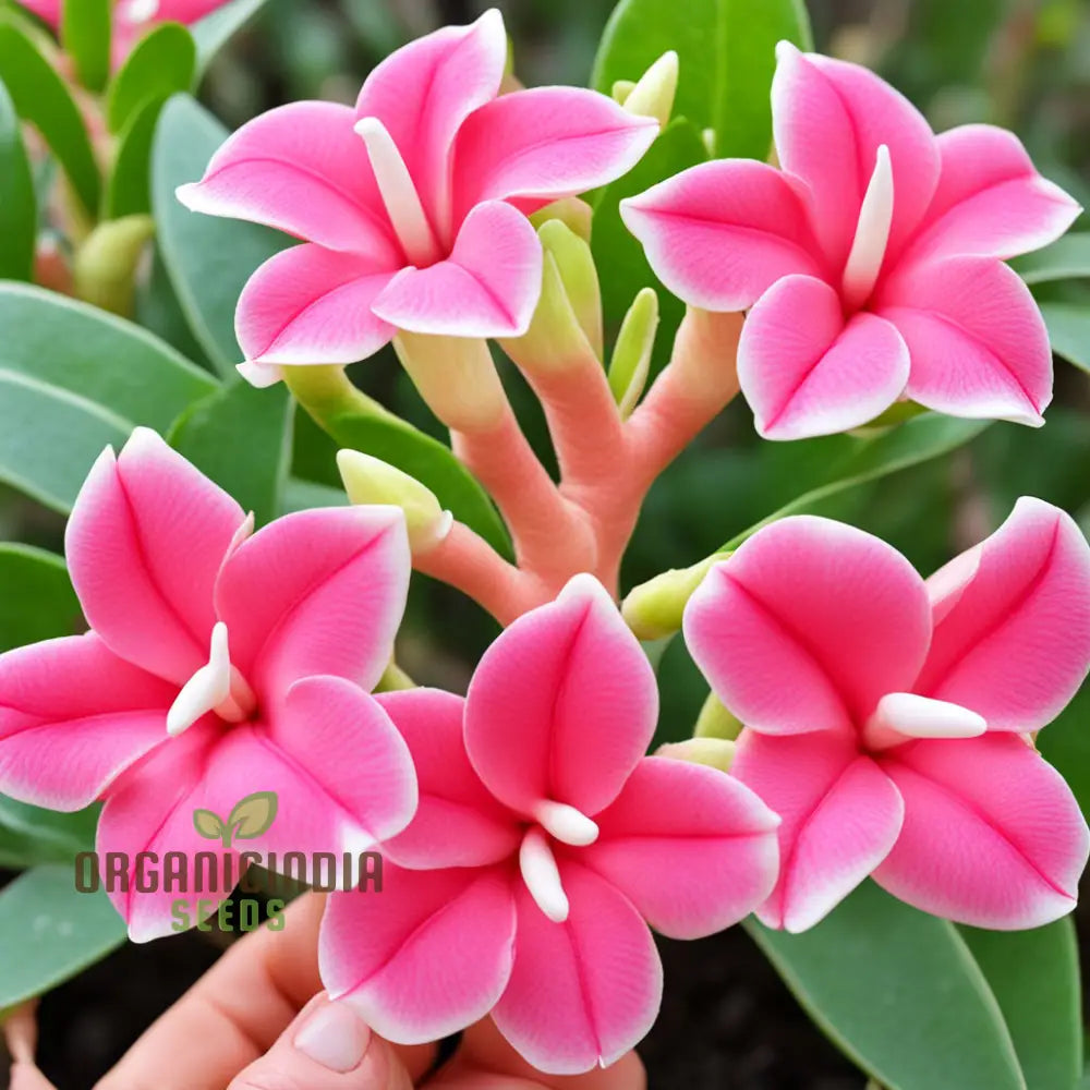 Pink Adenium Obesum Flower Seeds â€“ Elevate Your Gardening Experience With Stunning Resilient