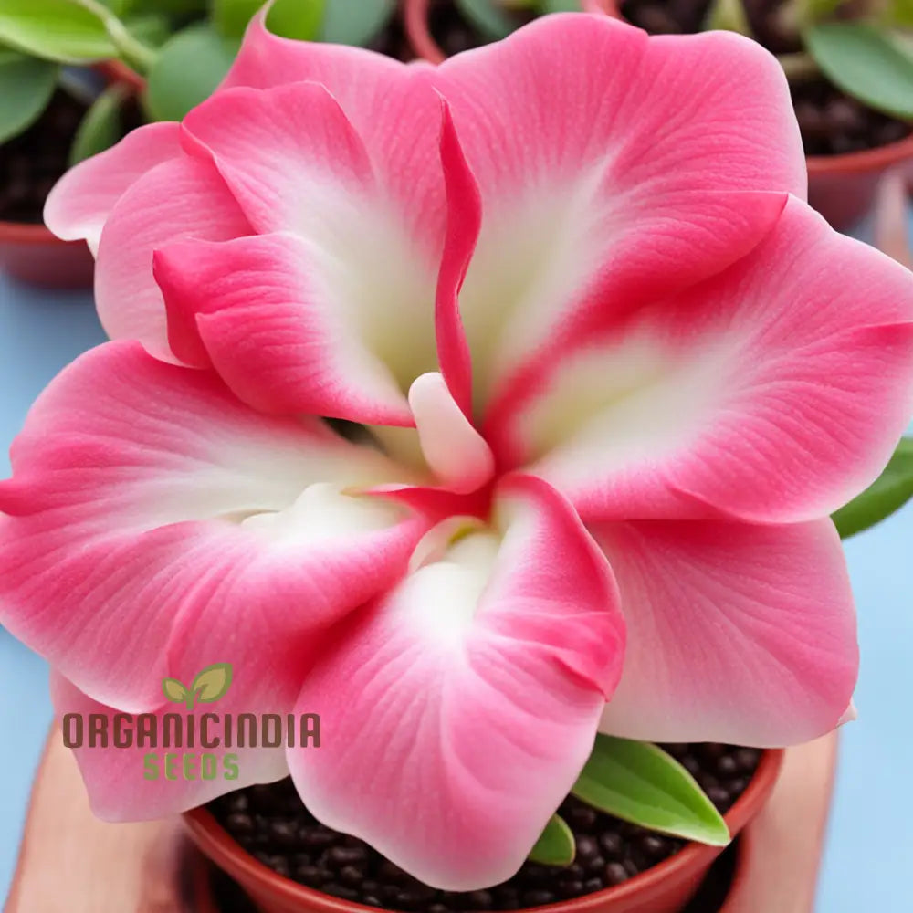 Pink Adenium Obesum Flower Seeds – Elevate Your Gardening Experience With Stunning Resilient