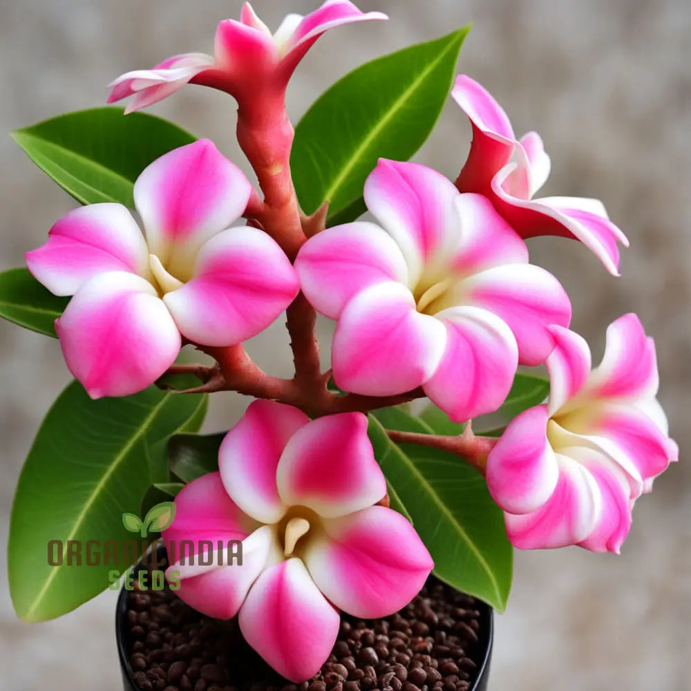 Pink Adenium Obesum Flower Seeds â€“ Elevate Your Gardening Experience With Stunning Resilient