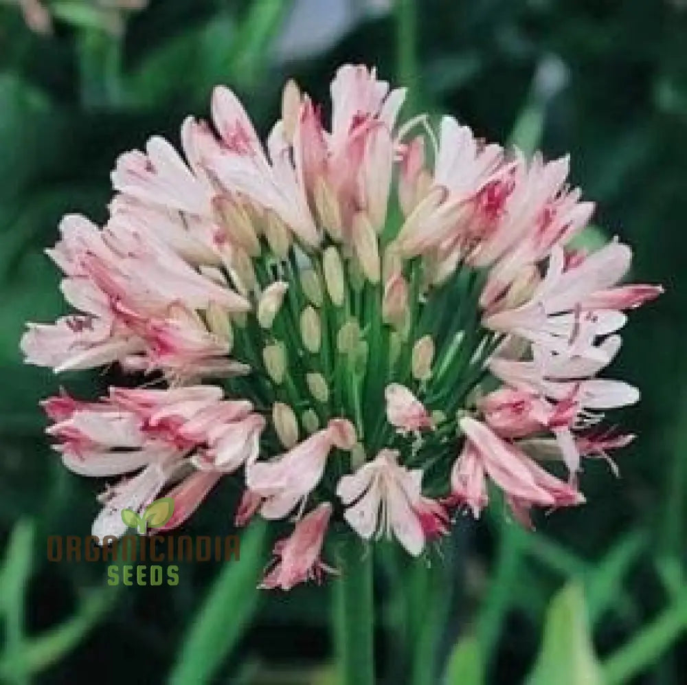 Pink Agapanthus African Lily Seeds For Planting - 100 Pcs Flower Seeds