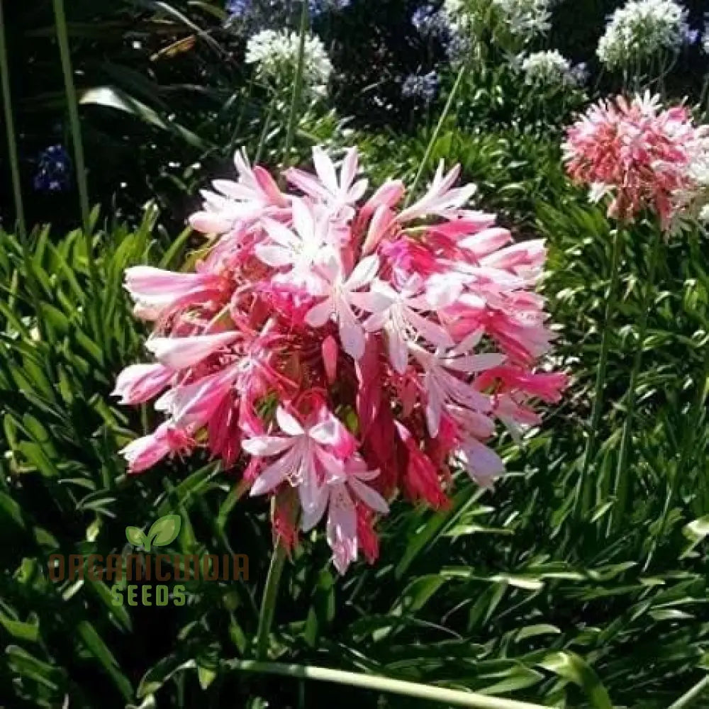 Pink Agapanthus African Lily Seeds For Planting - 100 Pcs Flower Seeds