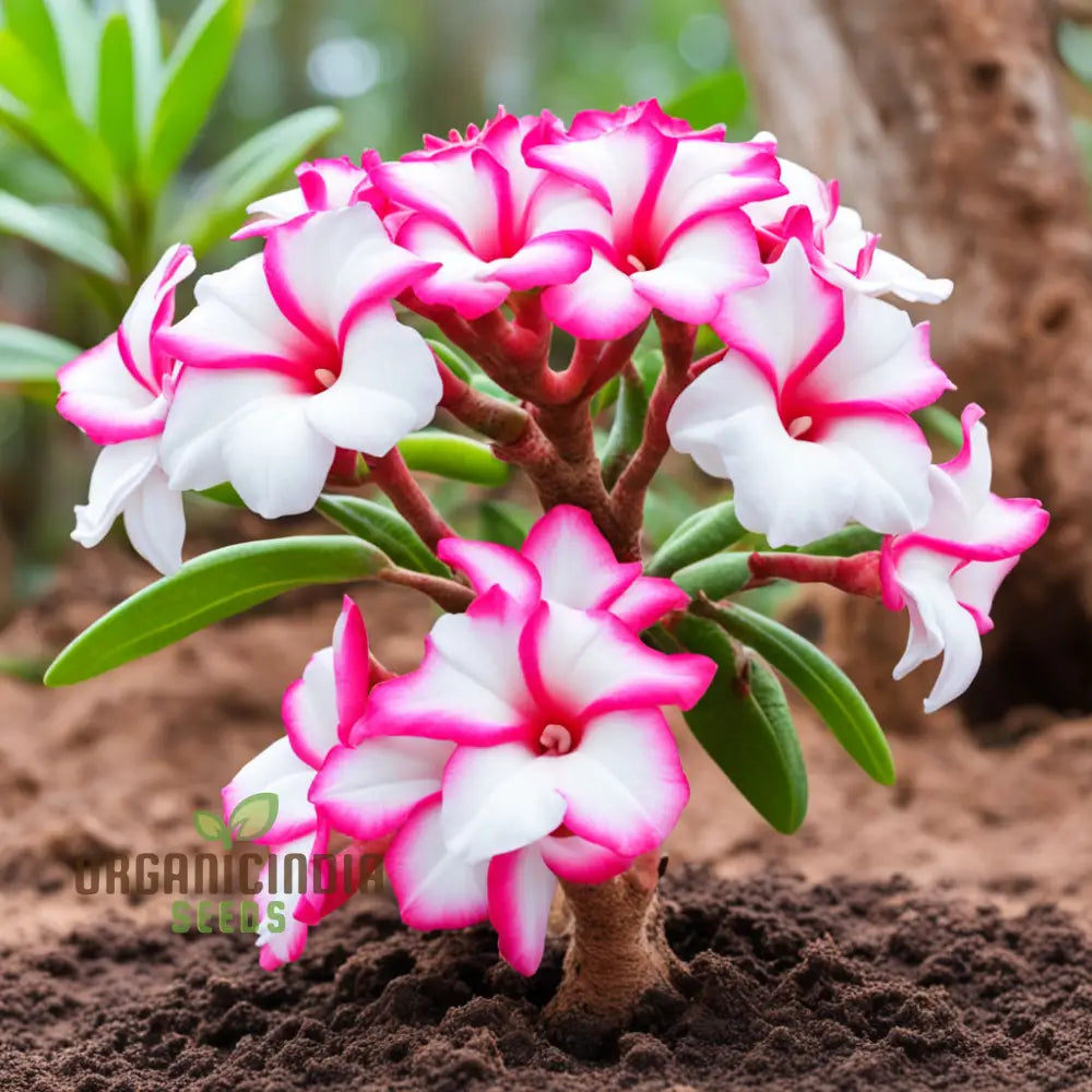 Pink And White Adenium Obesum Flower Seeds Vibrant Beautiful Varieties Perennials