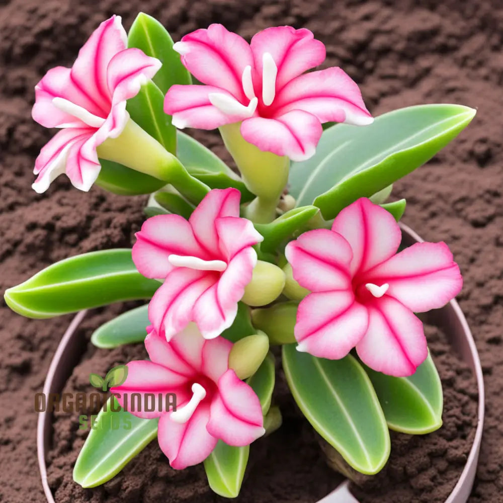 Pink And White Adenium Obesum Flower Seeds Vibrant Beautiful Varieties Perennials