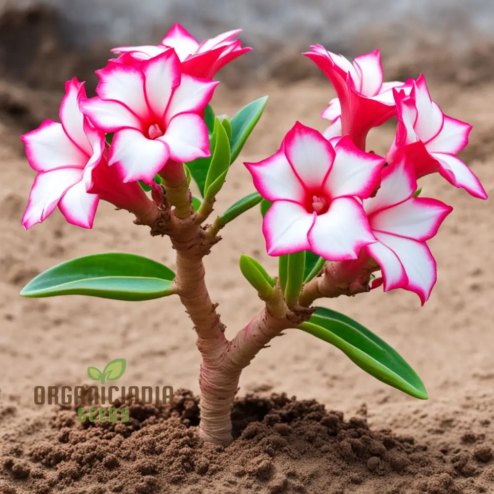 Pink And White Adenium Obesum Flower Seeds Vibrant Beautiful Varieties Perennials