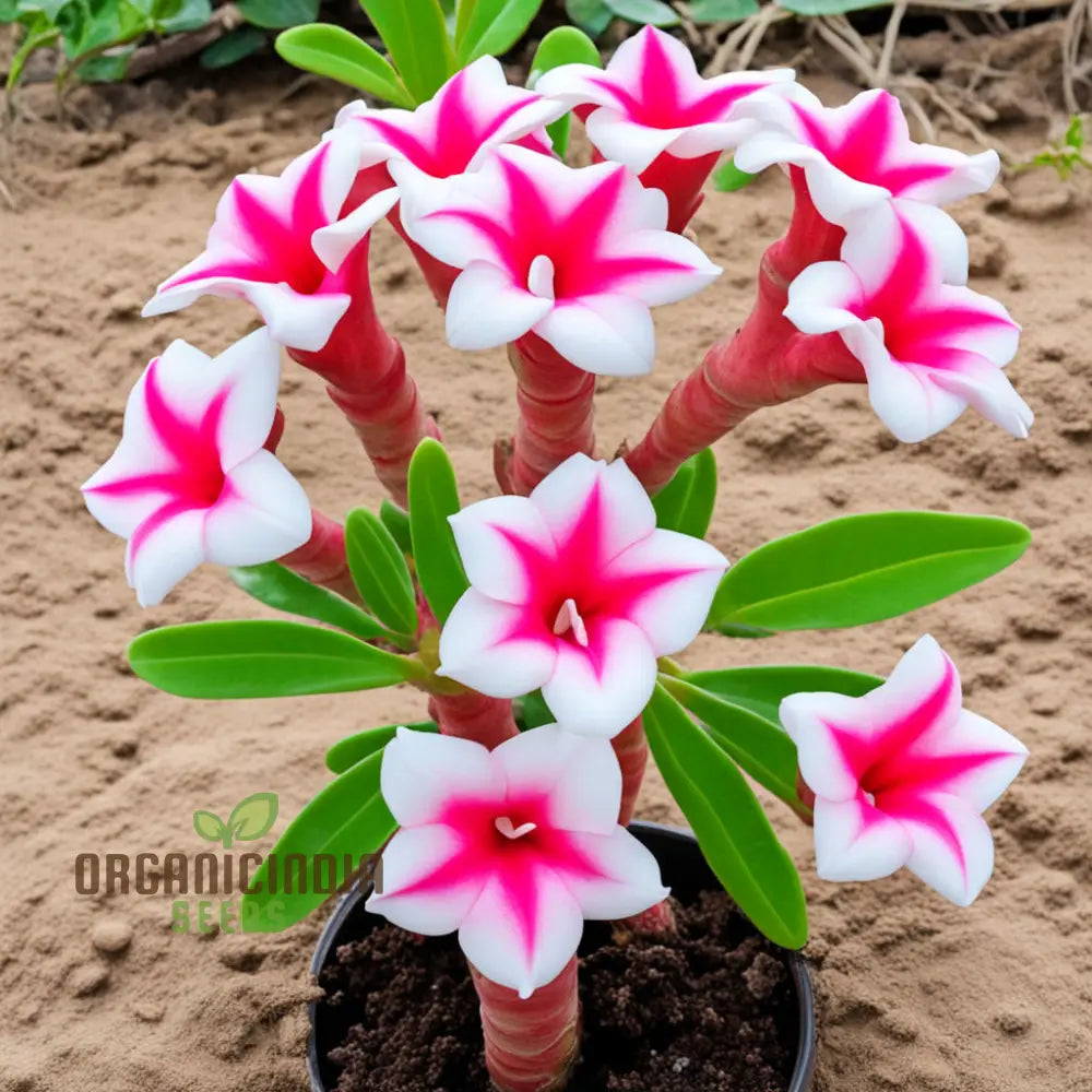 Pink And White Adenium Obesum Flower Seeds Vibrant Beautiful Varieties Perennials