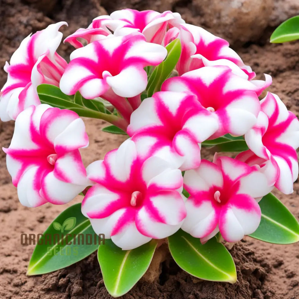 Pink And White Adenium Obesum Flower Seeds Vibrant Beautiful Varieties Perennials