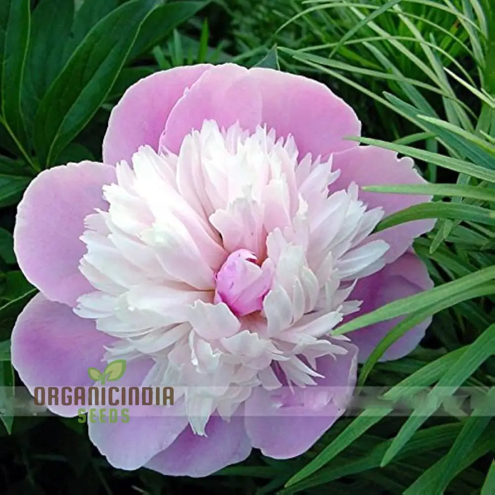 Pink And White Japanese Peony Flower Seeds – Elevate Your Gardening With Stunning Fragrant Blooms!