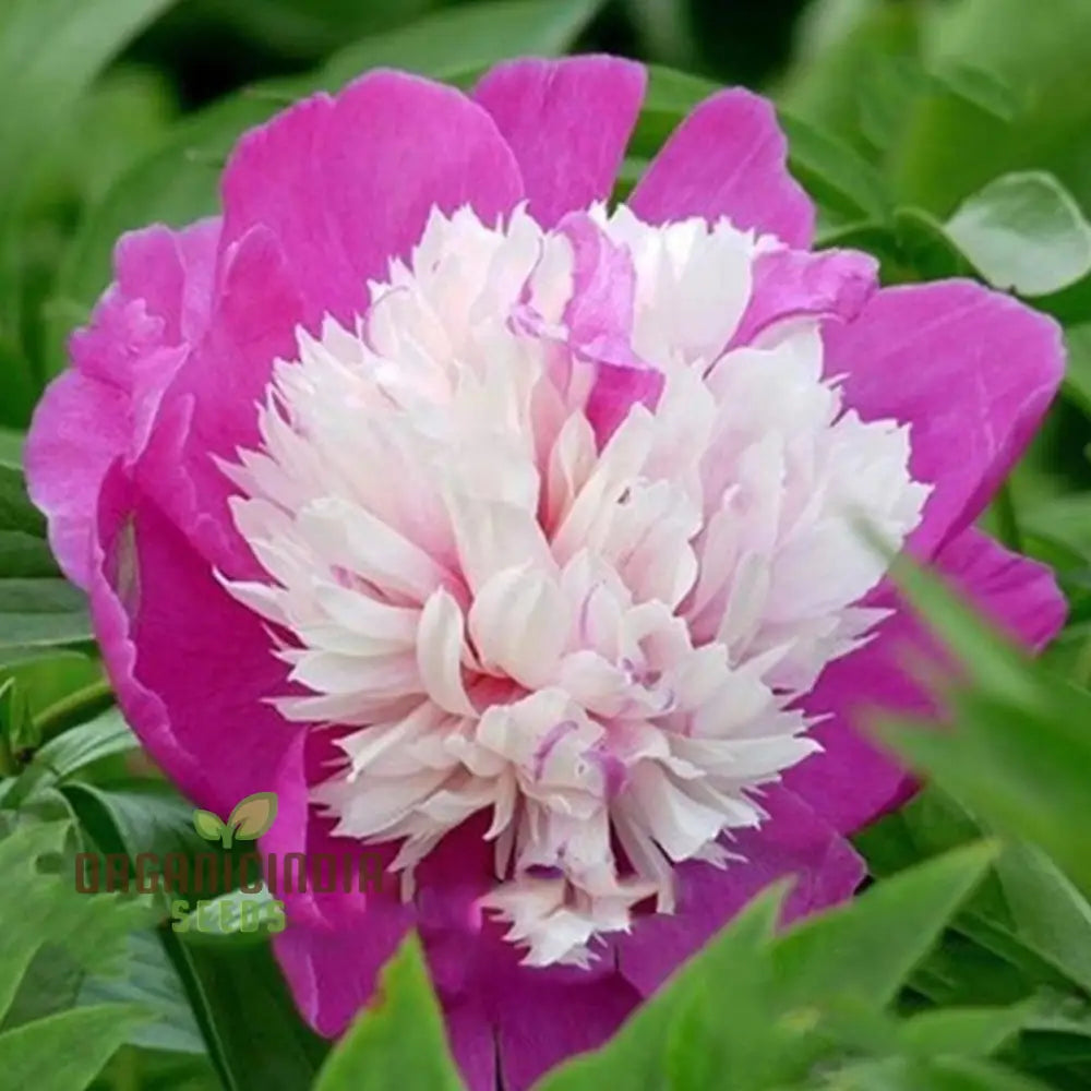 Pink And White Japanese Peony Flower Seeds – Elevate Your Gardening With Stunning Fragrant Blooms!