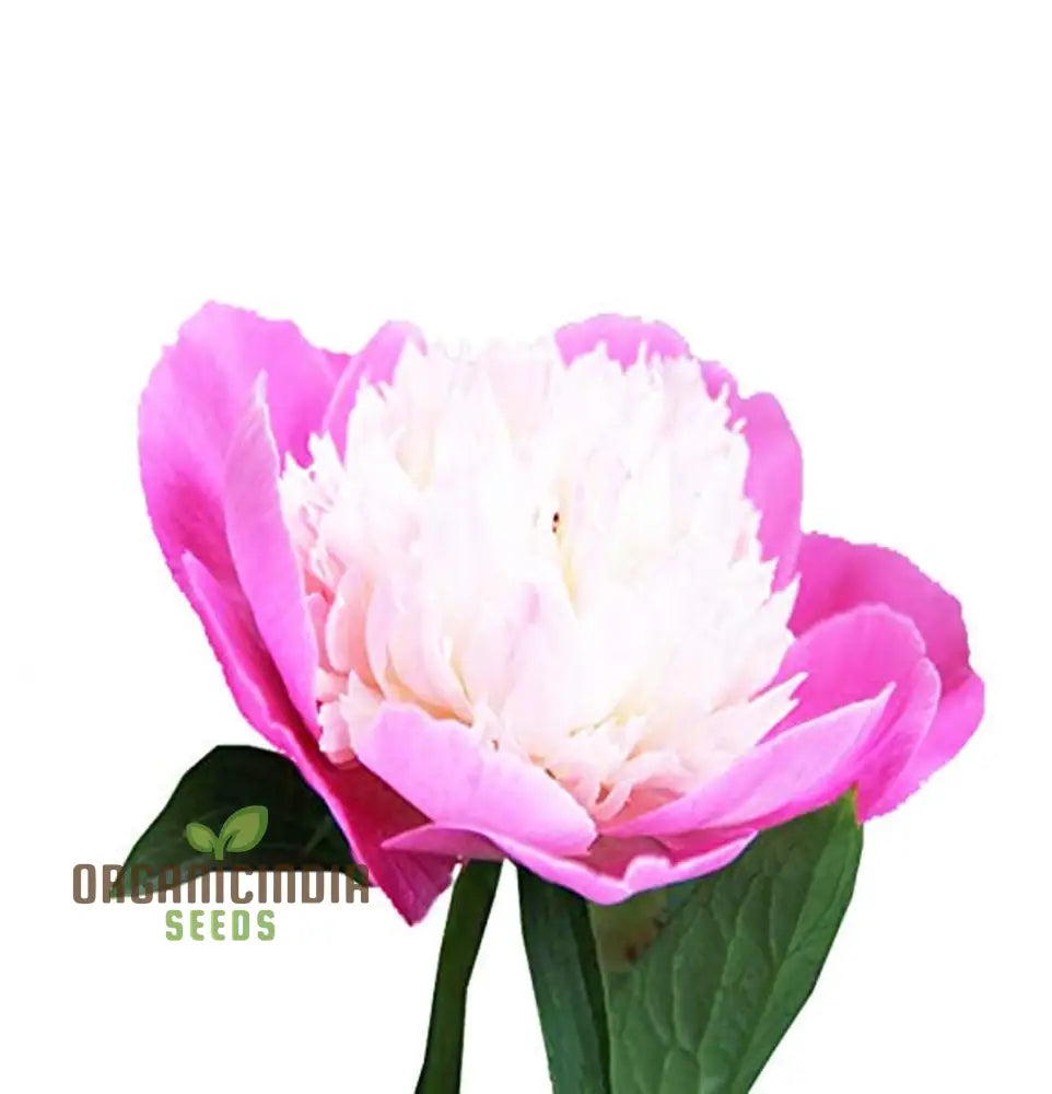 Pink And White Japanese Peony Flower Seeds – Elevate Your Gardening With Stunning Fragrant Blooms!