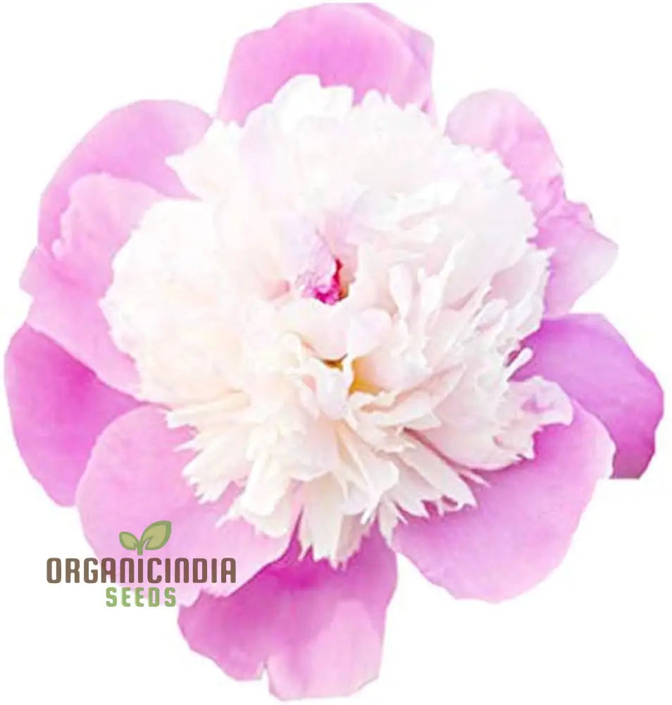 Pink And White Japanese Peony Flower Seeds – Elevate Your Gardening With Stunning Fragrant Blooms!