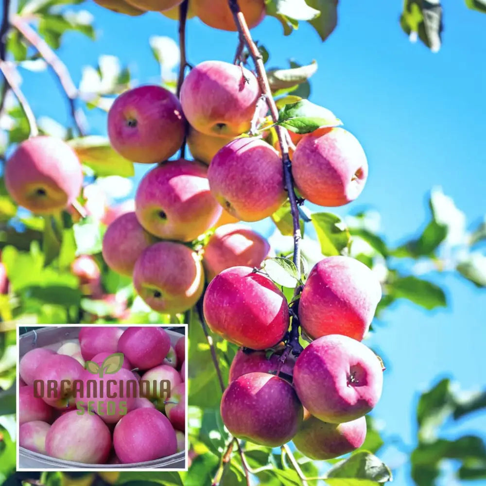 Pink Apple Tree Seeds A Planting Guide For Your Dream Orchard Fruit For