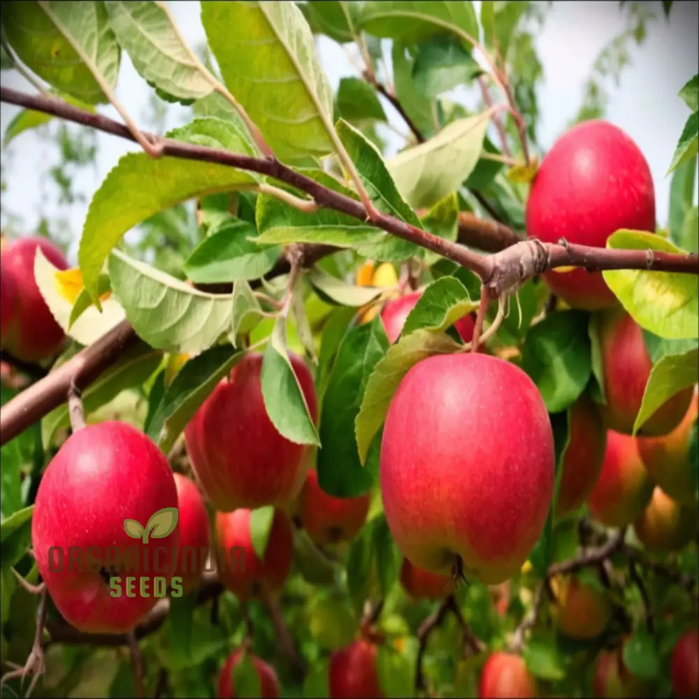 Pink Apple Tree Seeds A Planting Guide For Your Dream Orchard Fruit For